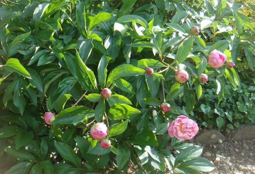 مبيت وإفطار Villa Chanelle