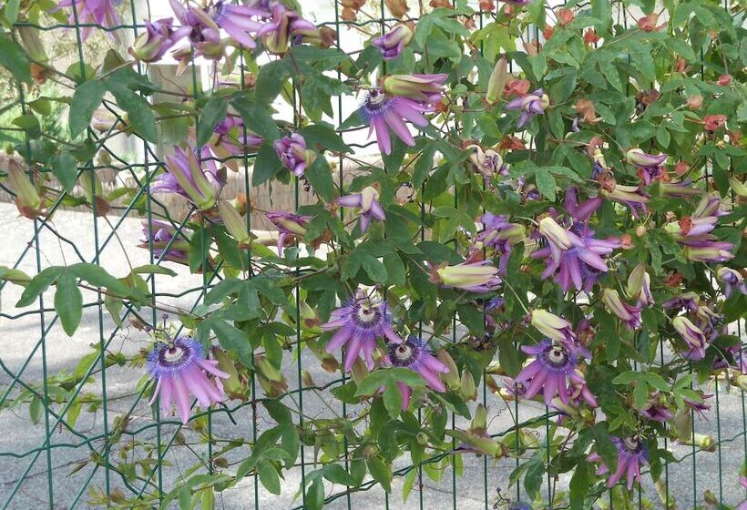 تختخواب و صبحانه Au Soleil D'albi