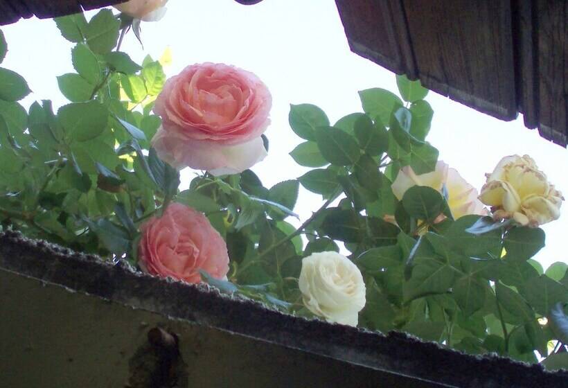 تختخواب و صبحانه Au Soleil D'albi