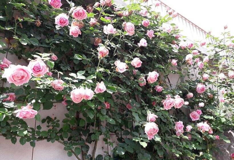 تختخواب و صبحانه Au Soleil D'albi