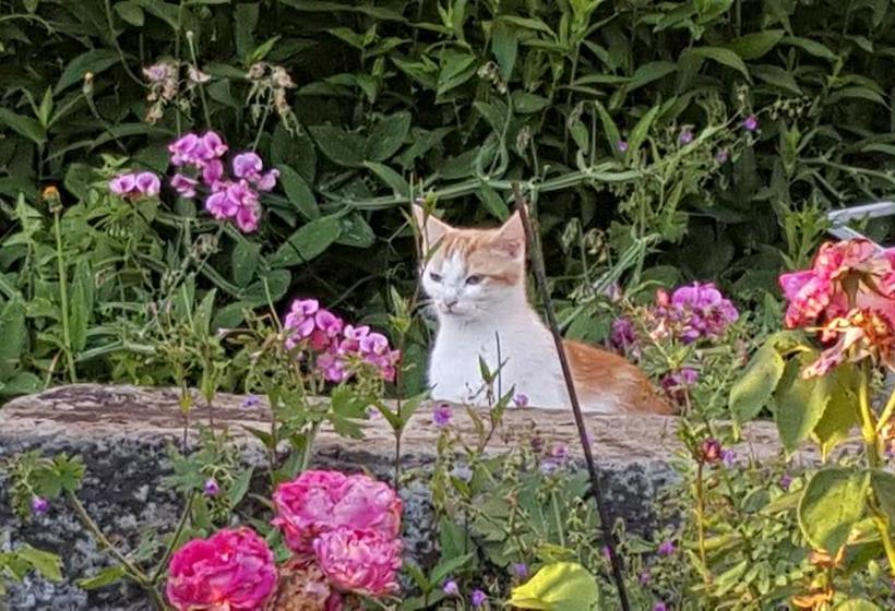 مبيت وإفطار Les Jardins De La Tuilerie