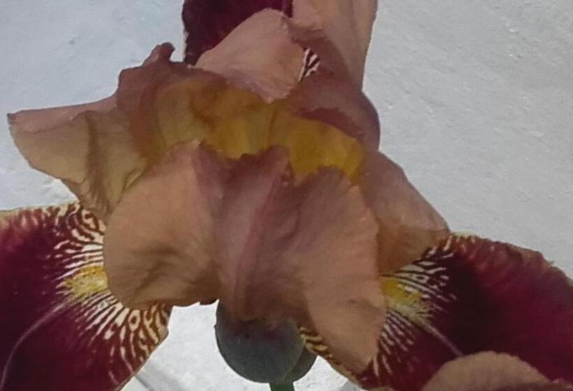 تختخواب و صبحانه ô Anges