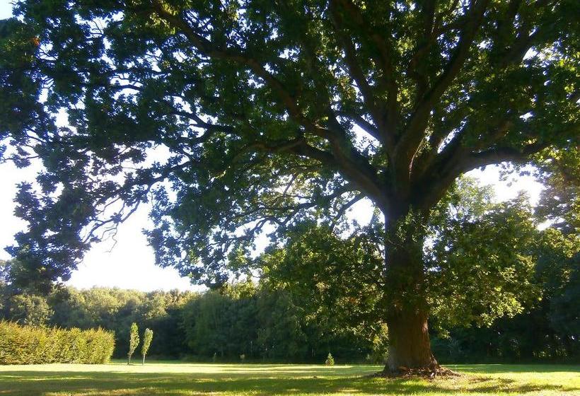 مبيت وإفطار Château De La Ferrière