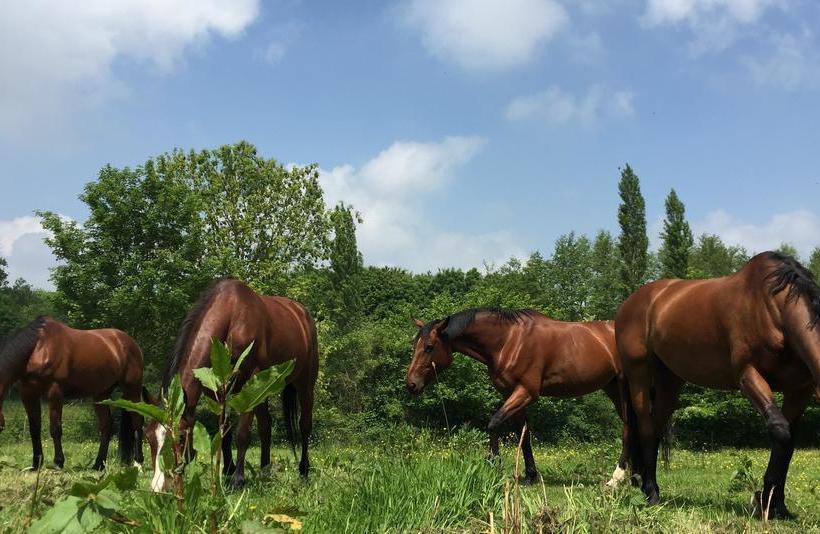 مبيت وإفطار Etang Fleuri