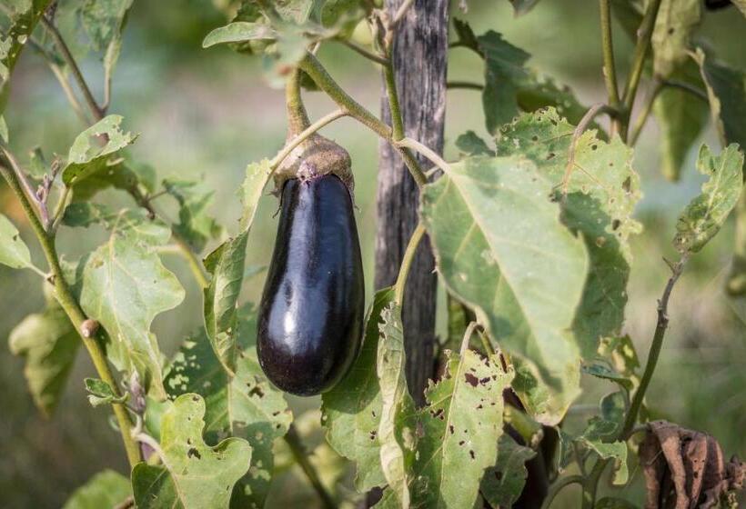 هتل Lou Mas Dou Juge