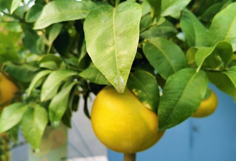 Отель L Escapade