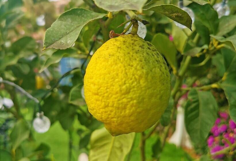 Отель L Escapade