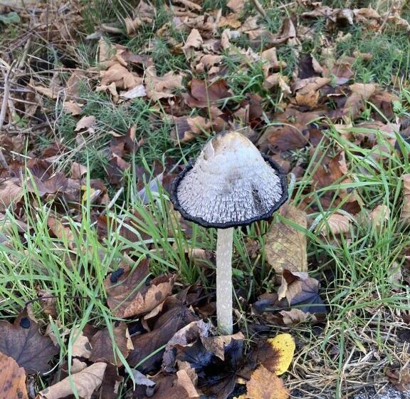 ホテル Bed & Breakfast Weisser Stein