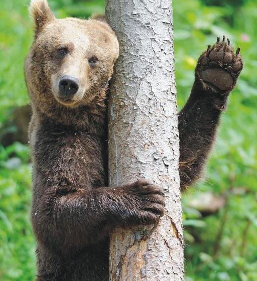 Отель Restaurant Albans Sonne