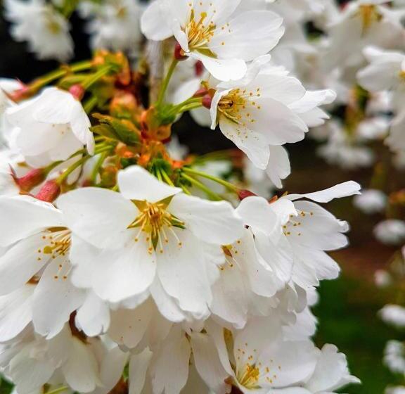 مبيت وإفطار Benslow Music