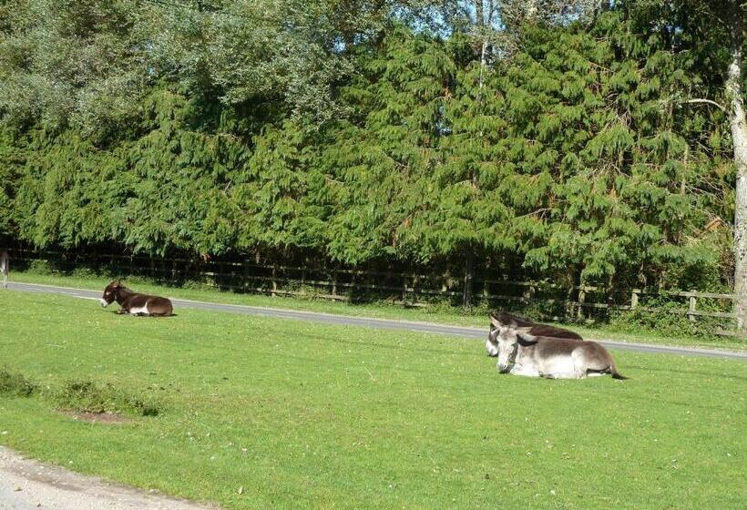 Bed and Breakfast Cameron House