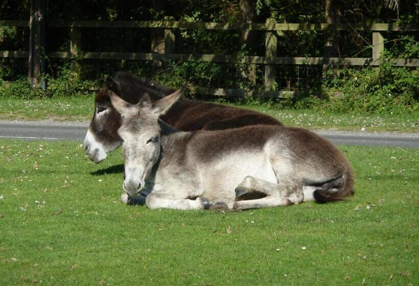 Bed and Breakfast Cameron House