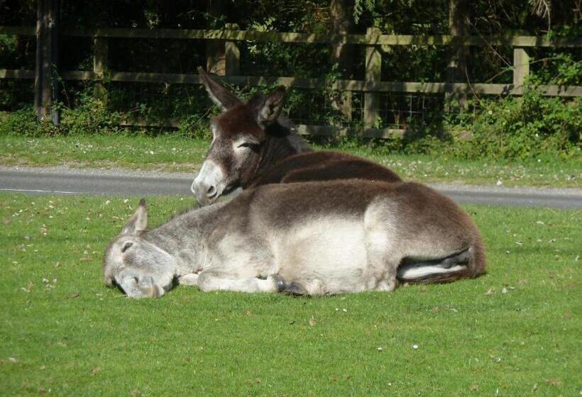 Bed and Breakfast Cameron House