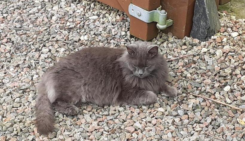 Beechwood Cottage B&b