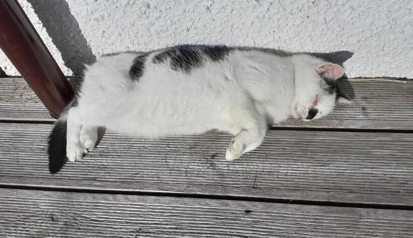 Beechwood Cottage B&b