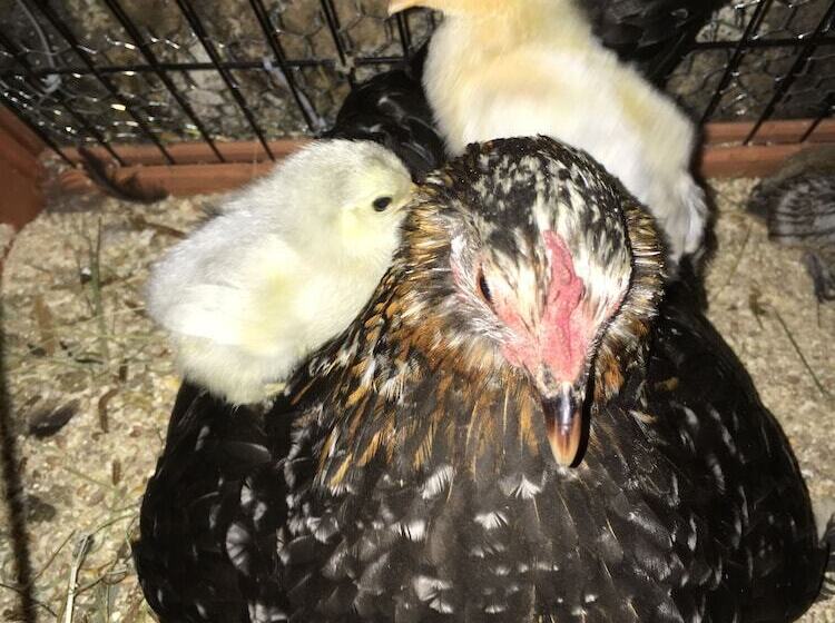 Gratton Grange Farm B&b