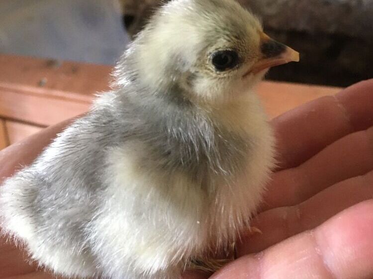 Gratton Grange Farm B&b