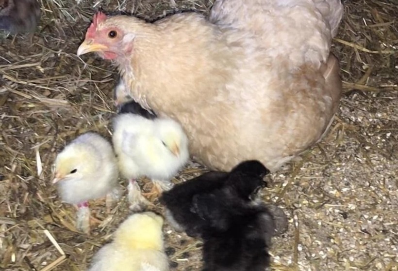 Gratton Grange Farm B&b