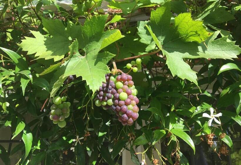 Grove House Bed & Breakfast