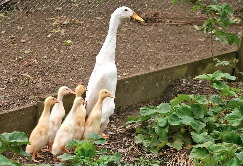 مبيت وإفطار The Old Rectory