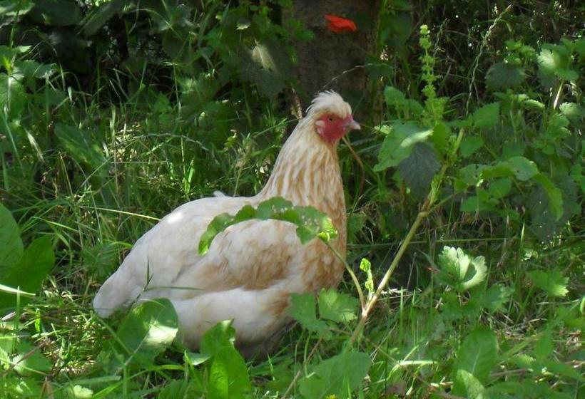 Fernlea Cottage Bed And Breakfast