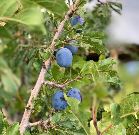 호텔 Chaglasian Wine & Suites