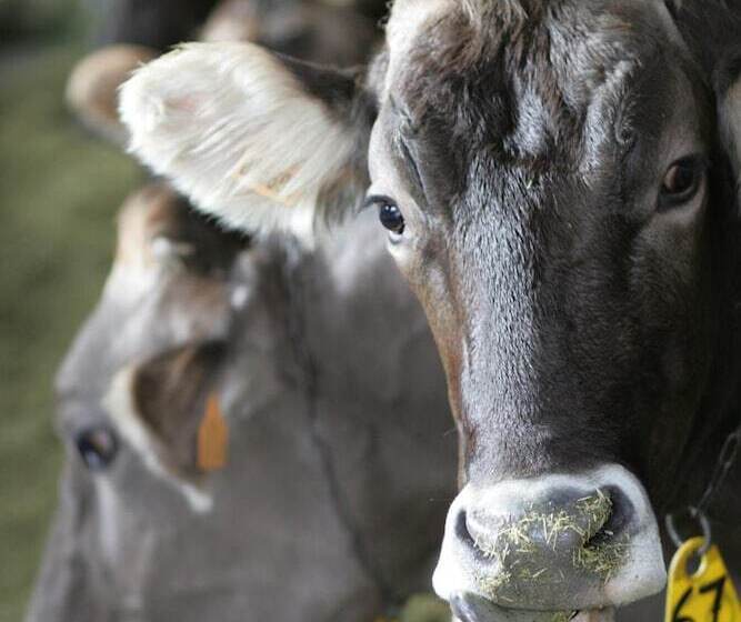 בית מלון כפרי Agriturismo Rini