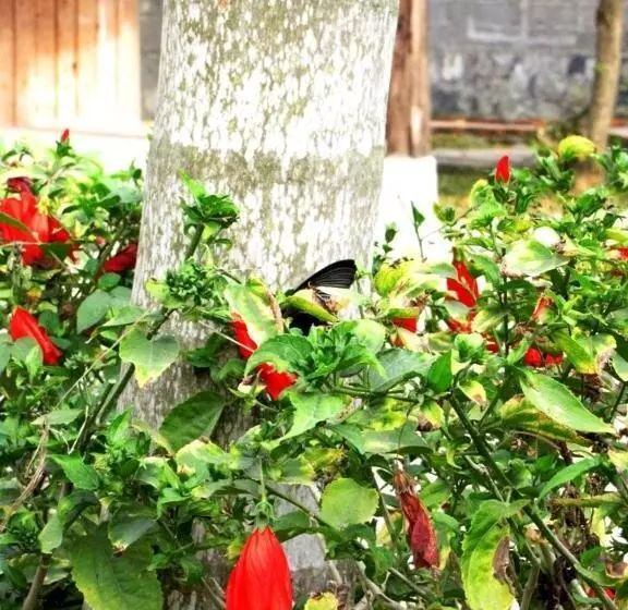 Whisper Nature Bungalow & Resort