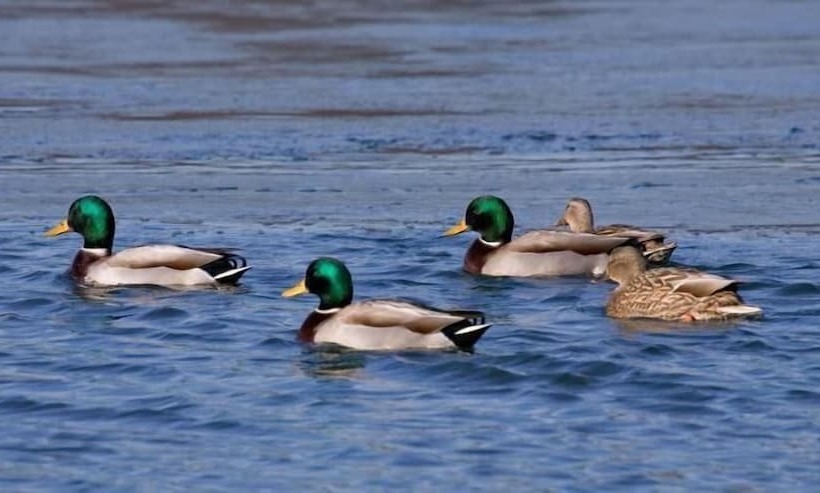 Killarney View House B&b