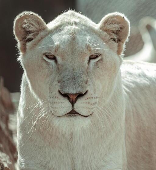 פנסיון Lion S View Accommodation