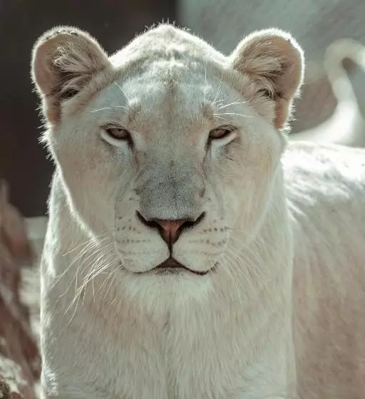 ペンション Lion S View Accommodation