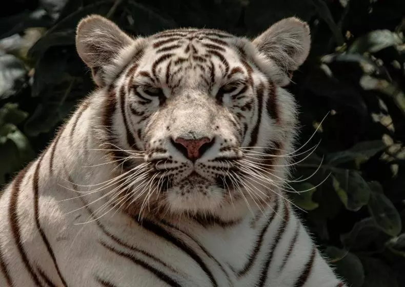 ペンション Lion S View Accommodation