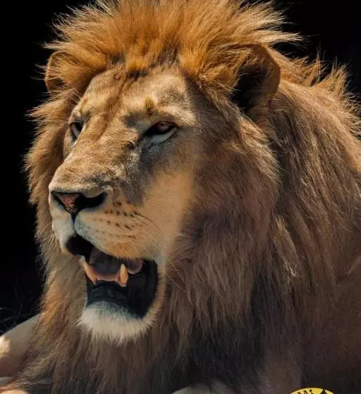 ペンション Lion S View Accommodation