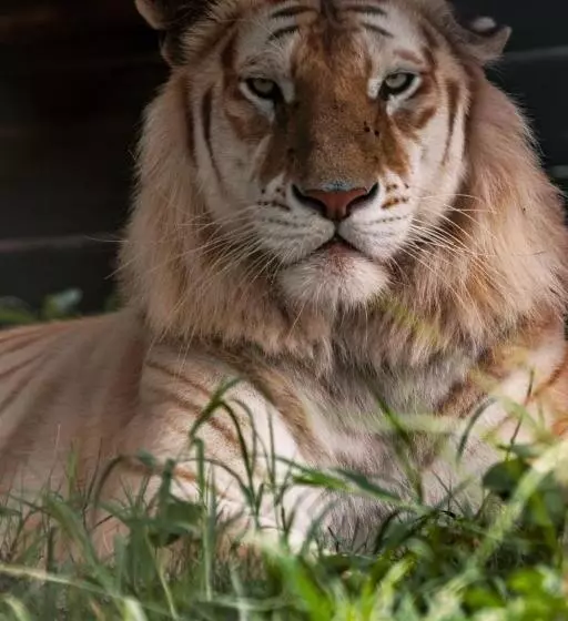 ペンション Lion S View Accommodation