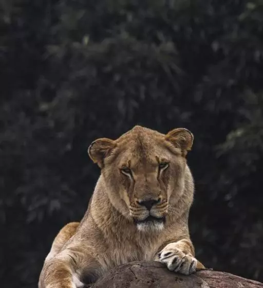 ペンション Lion S View Accommodation