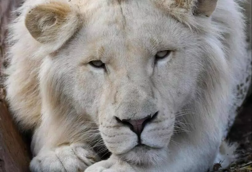 ペンション Lion S View Accommodation