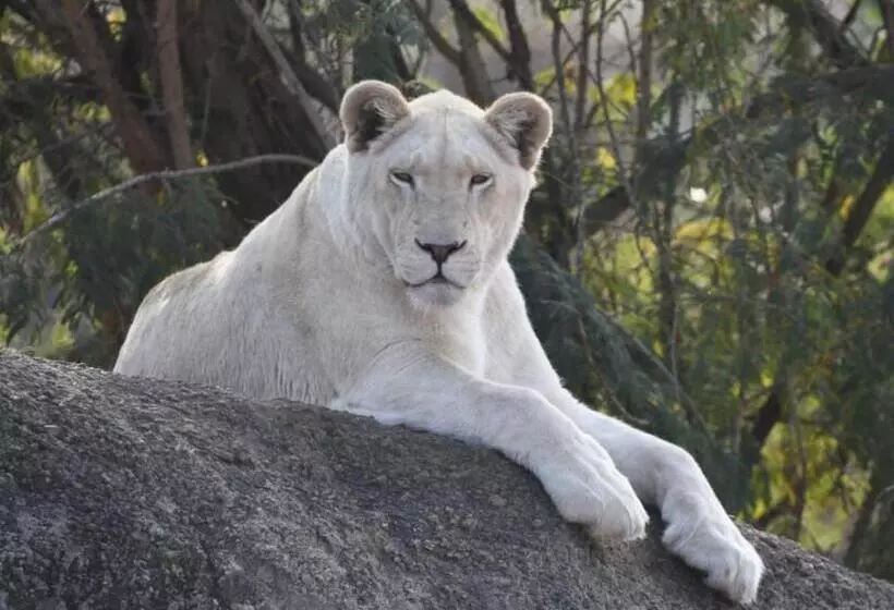 ペンション Lion S View Accommodation