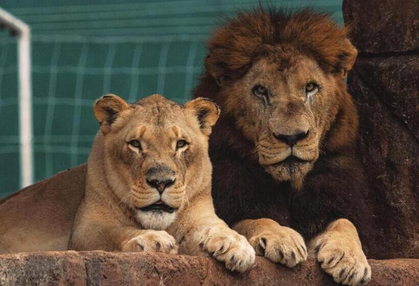 פנסיון Lion S View Accommodation