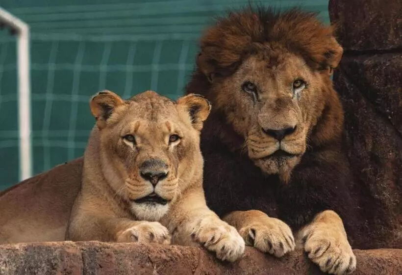 ペンション Lion S View Accommodation