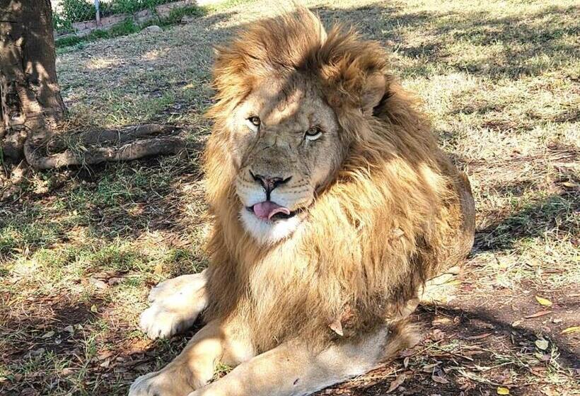 פנסיון Lion S View Accommodation