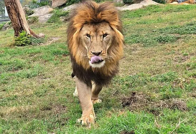 ペンション Lion S View Accommodation