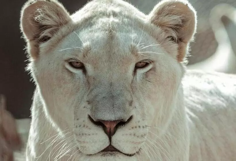 ペンション Lion S View Accommodation