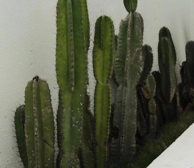 تختخواب و صبحانه Lo Villa Phu Yen