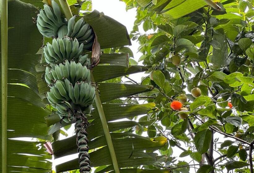 Nepal Bed And Breakfast