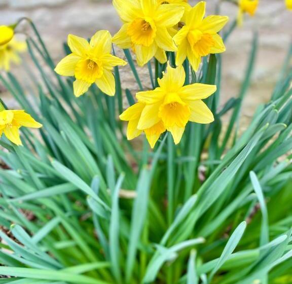 ペンション Aux Agapanthes, Maison D Hôtes Charentaise De Charme