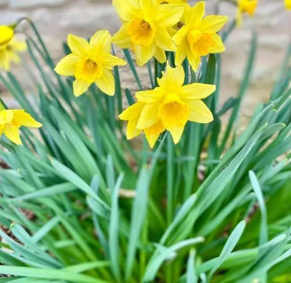 ペンション Aux Agapanthes, Maison D Hôtes Charentaise De Charme