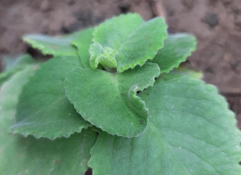 Majatalo Startup Studio Room