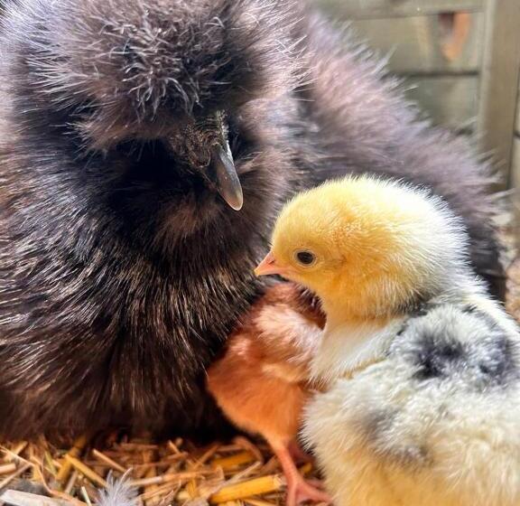 ベッドアンドブレックファースト Villa Park