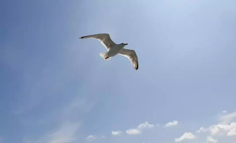 Long Stay Den Helder