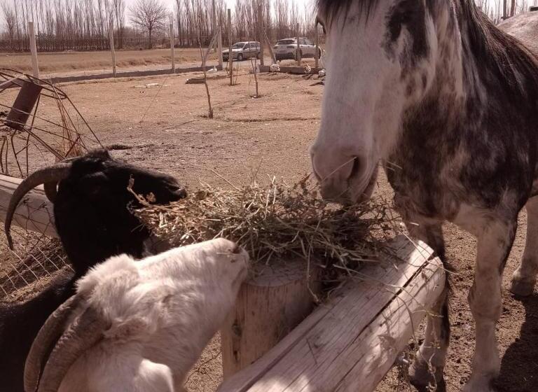 בית מלון כפרי Complejo Campo Alegre